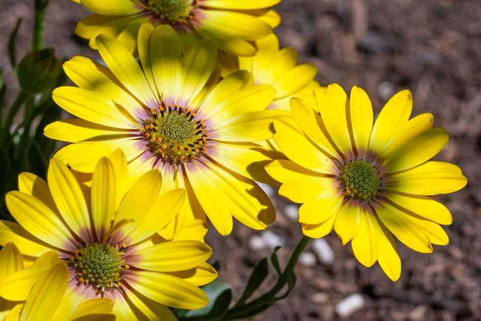 Floricultura Menina Flor
