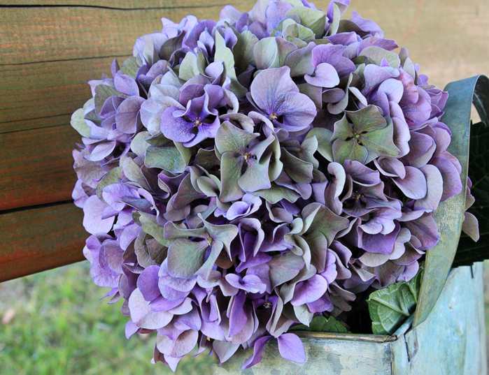Floricultura Menina Flor