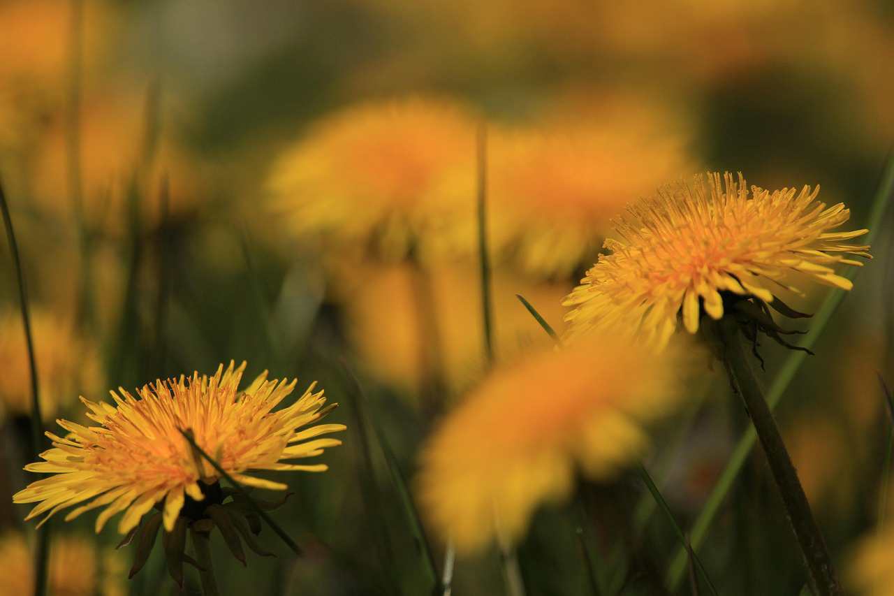 Floricultura Menina Flor
