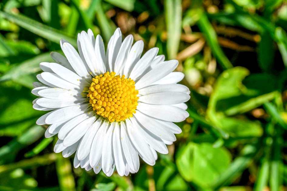 Floricultura Menina Flor