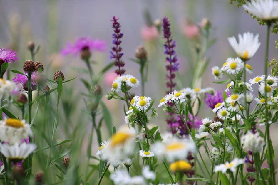 Floricultura Menina Flor