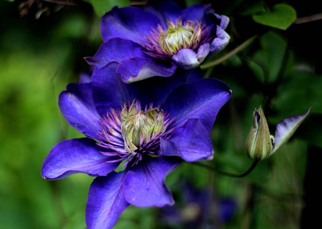 Floricultura Menina Flor