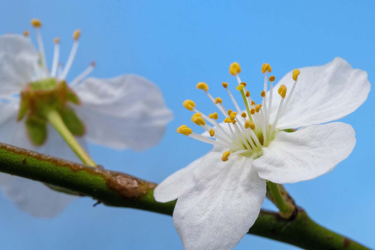 Floricultura Menina Flor