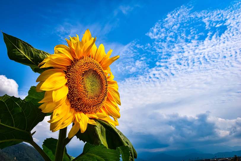 Floricultura Menina Flor