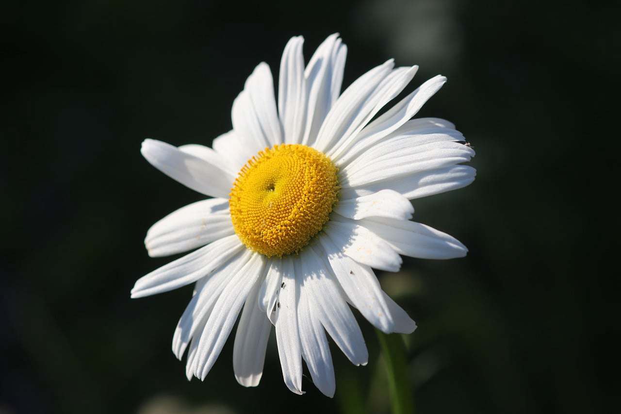 Cesta Bon Jour