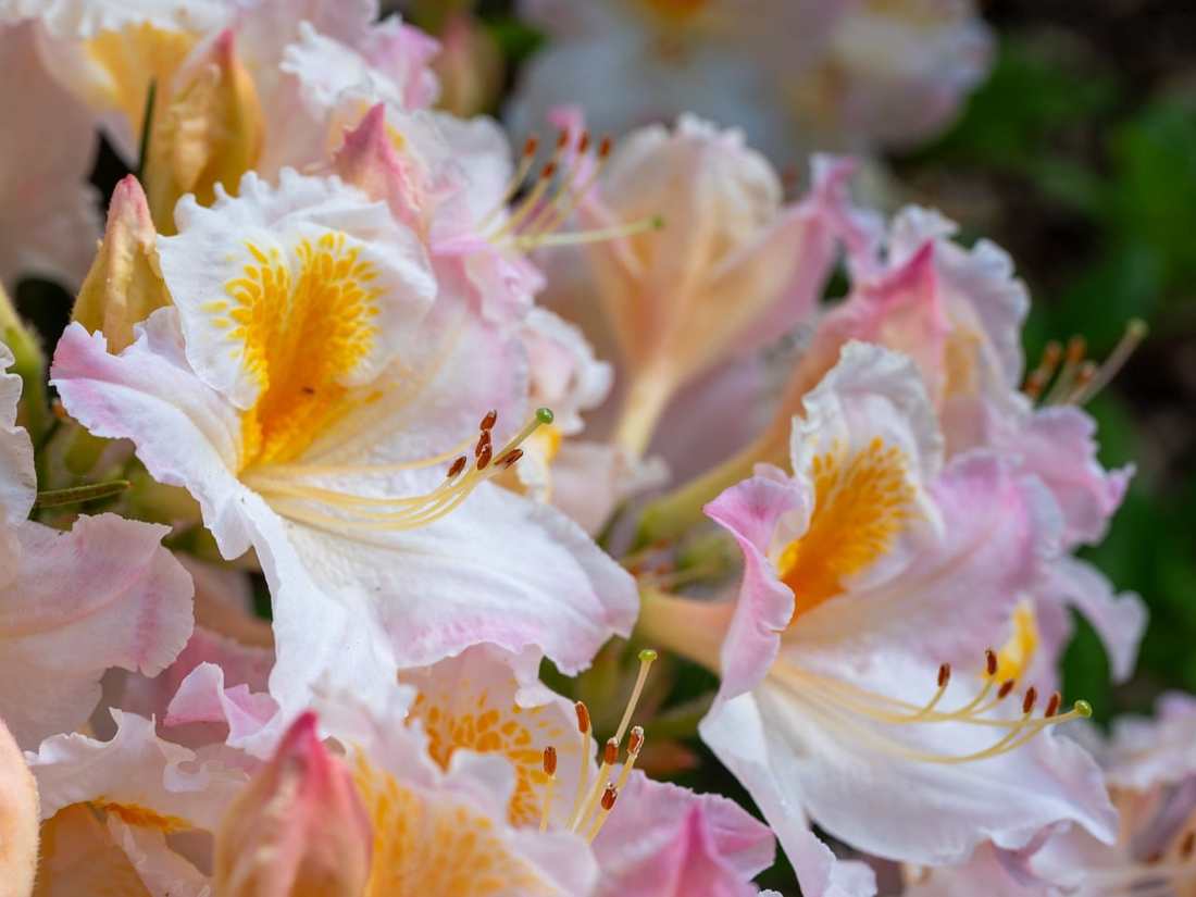 Floricultura Menina Flor