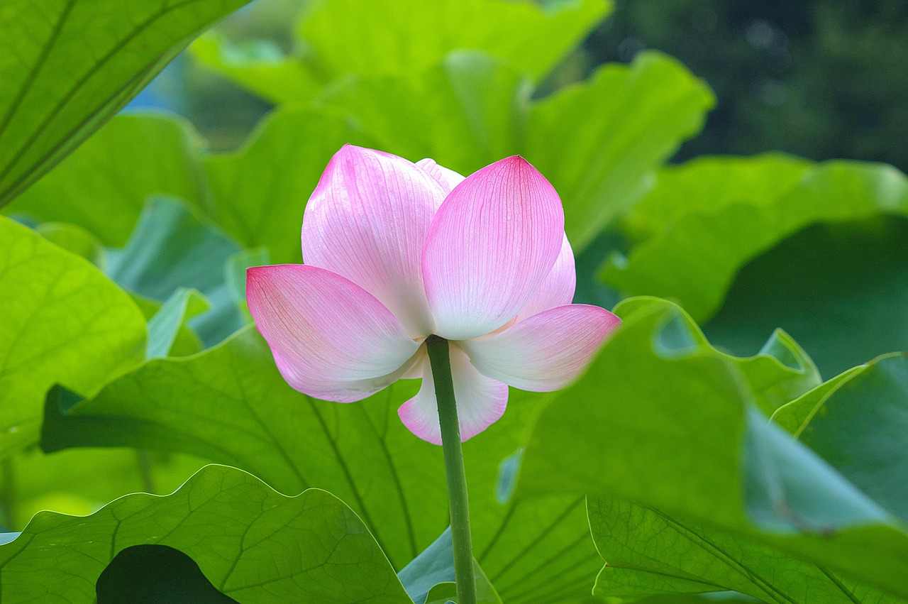 Floricultura Menina Flor