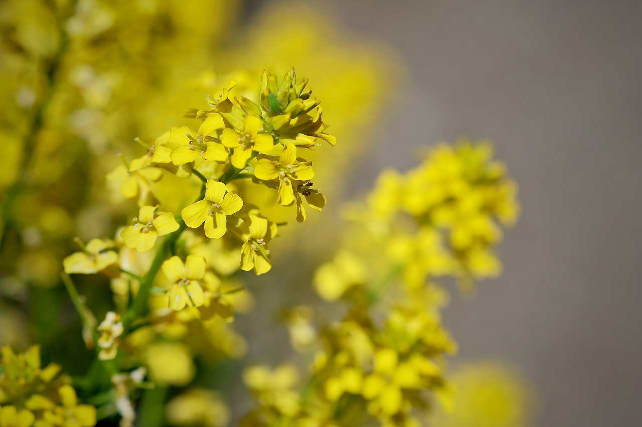 Floricultura Menina Flor