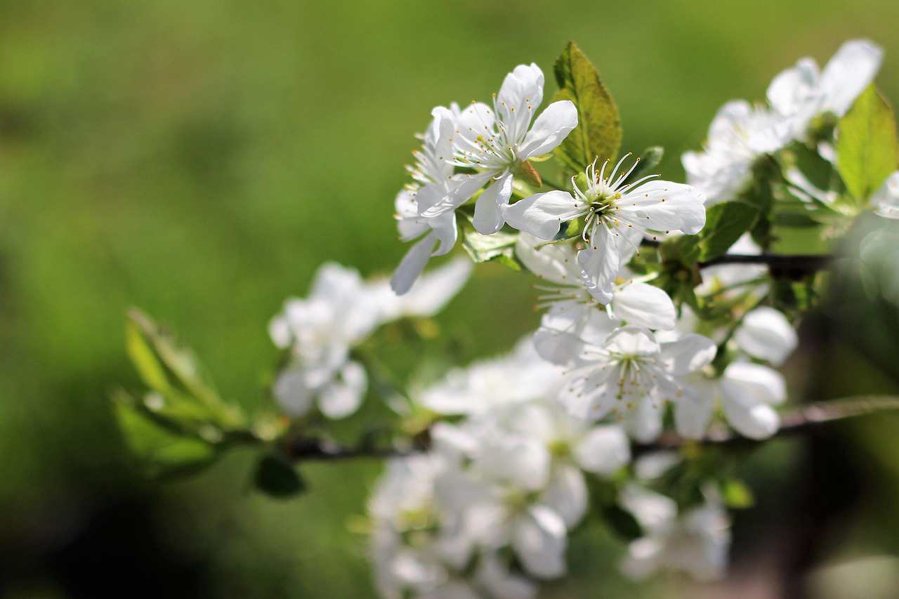 Floricultura Menina Flor