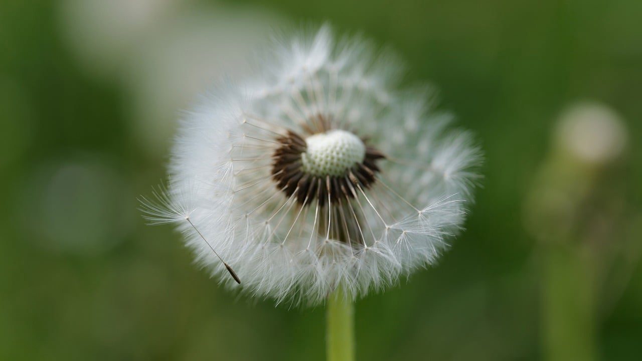Floricultura Menina Flor