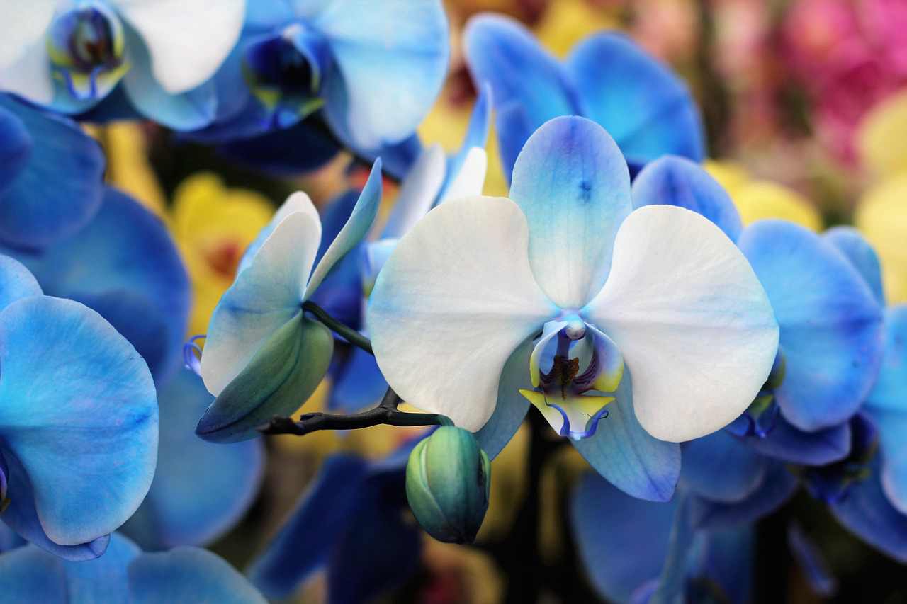 Floricultura Menina Flor