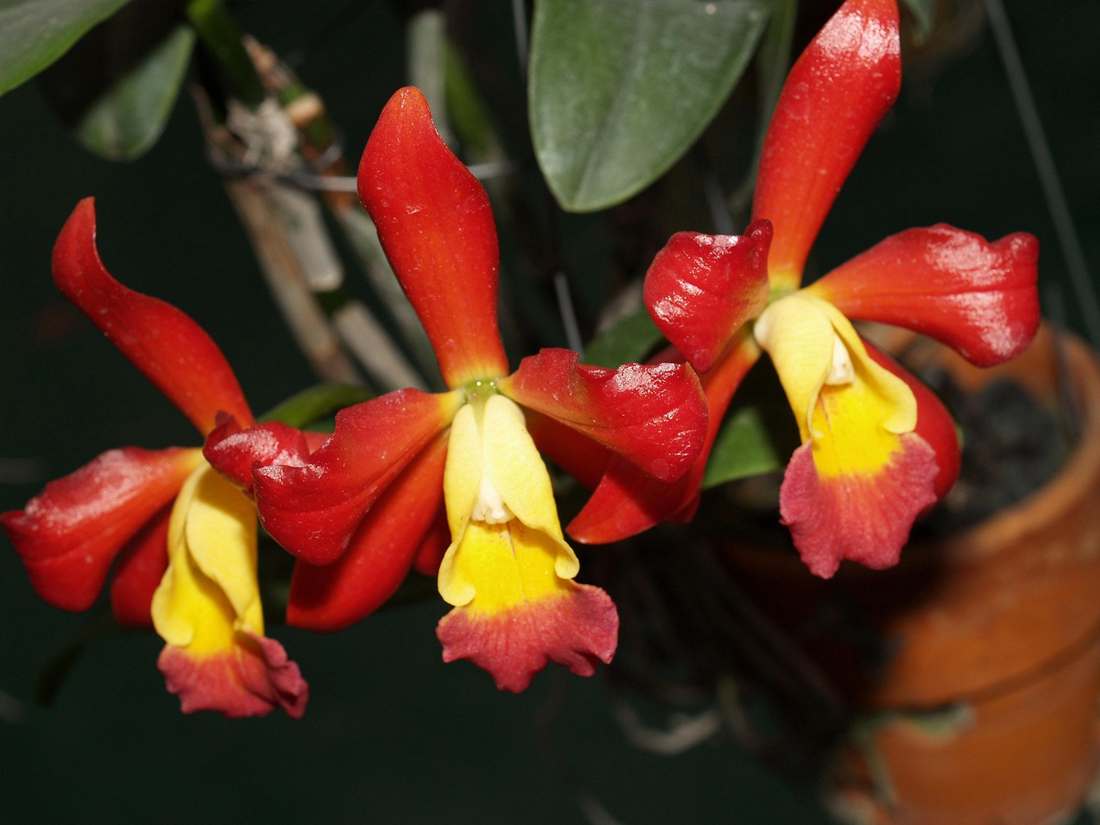 Floricultura Menina Flor