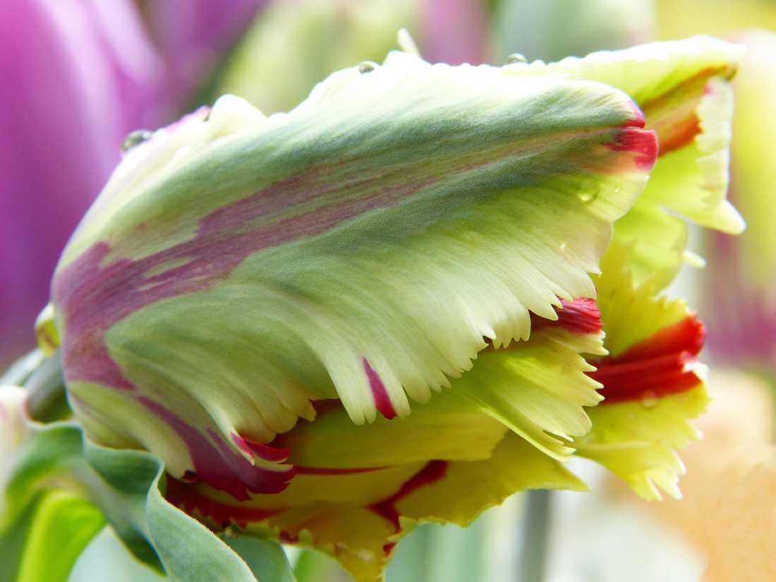 Floricultura Menina Flor