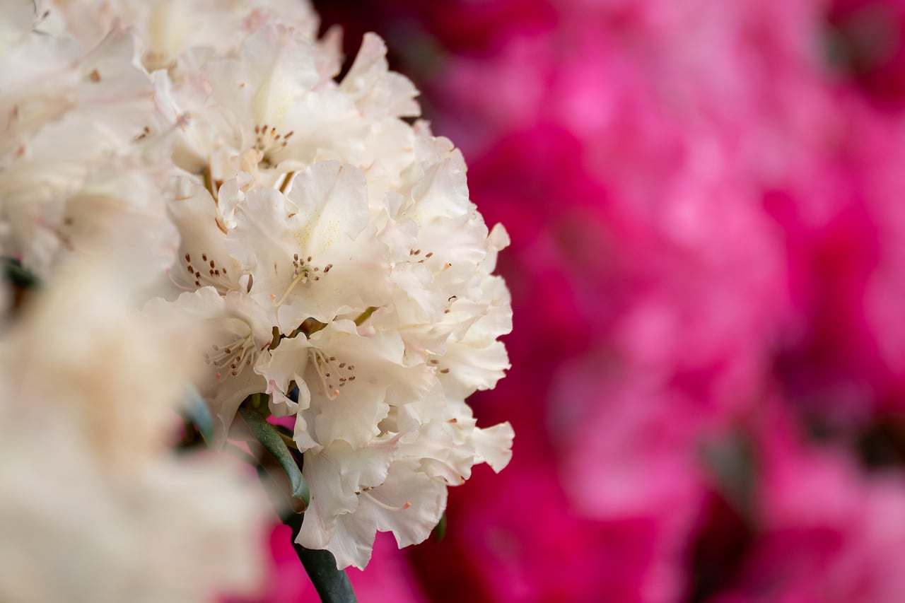 Floricultura Menina Flor