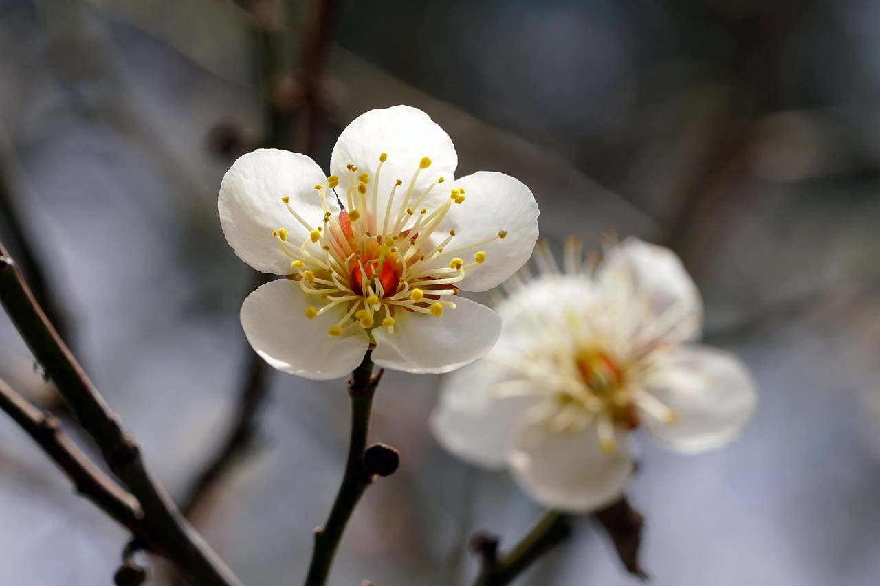 Floricultura Menina Flor