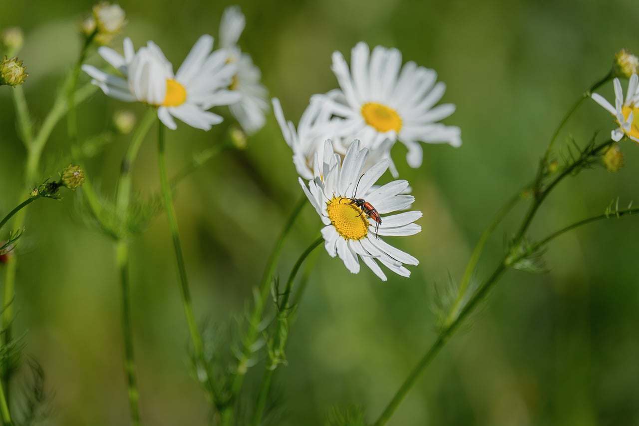 Floricultura Menina Flor